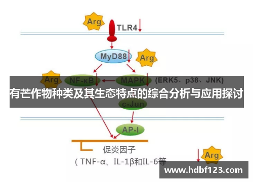 有芒作物种类及其生态特点的综合分析与应用探讨